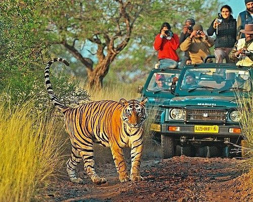 Ranthambore Day Trip from Jaipur